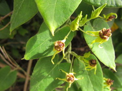Oxypetalum banksii