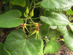 Oxypetalum banksii