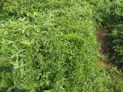 Microstachys corniculata