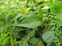 Microstachys corniculata