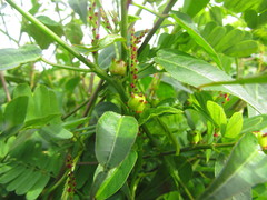Microstachys corniculata