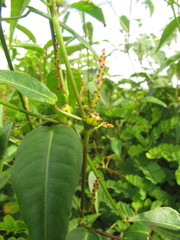 Microstachys corniculata