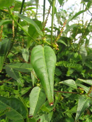 Microstachys corniculata