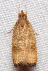 Psilocorsis cryptolechiella