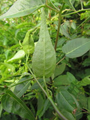 Microstachys corniculata