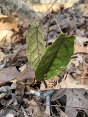 Bignonia