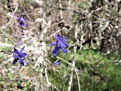 Delphinium decorum