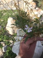 Silene fruticosa