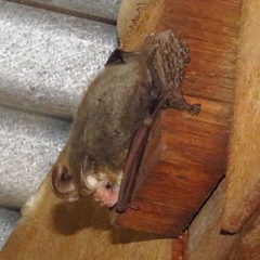 Nyctophilus geoffroyi