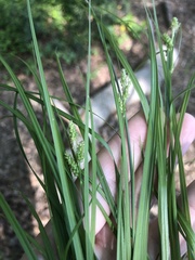 Carex caroliniana