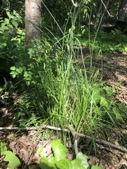 Carex caroliniana