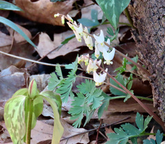 Dicentra cucullaria