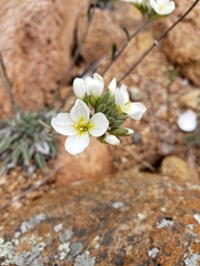 Physaria ovalifolia alba