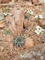 Physaria ovalifolia alba