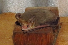 Nyctophilus geoffroyi