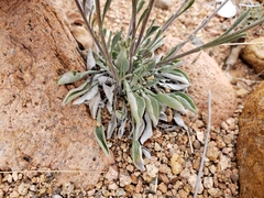 Physaria ovalifolia alba