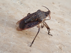 Apodiphus amygdali