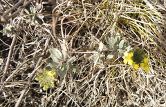 Alyssum montanum gmelinii