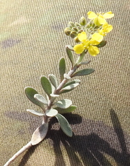 Alyssum montanum gmelinii