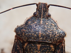 Apodiphus amygdali