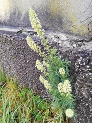 Reseda lutea