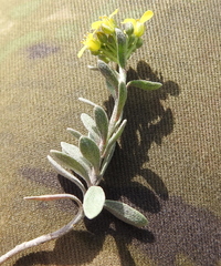 Alyssum montanum gmelinii