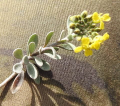Alyssum montanum gmelinii