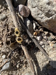 Dasymutilla cressoni