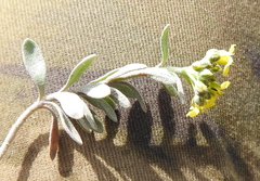 Alyssum montanum gmelinii