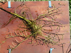 Ranunculus polyphyllus