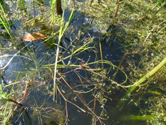 Ranunculus polyphyllus