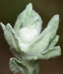 Bombycilaena discolor