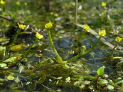 Ranunculus polyphyllus