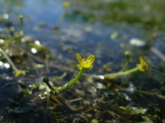 Ranunculus polyphyllus
