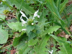 Lamium bifidum