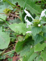 Lamium bifidum