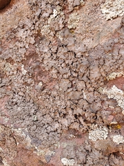 Umbilicaria torrefacta