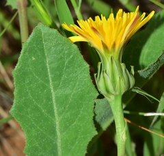 Reichardia intermedia