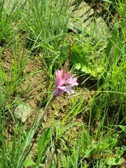 Watsonia densiflora