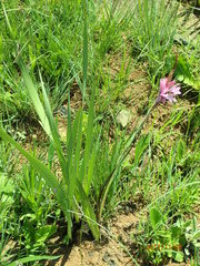 Watsonia densiflora