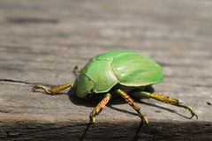 Chrysina laniventris