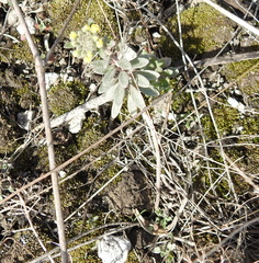 Alyssum montanum gmelinii