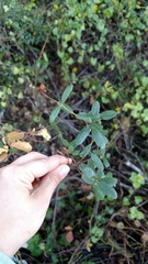 Lonicera subspicata subspicata