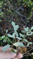 Lonicera subspicata subspicata