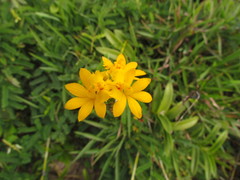 Epidendrum fulgens