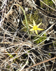 Gagea pusilla