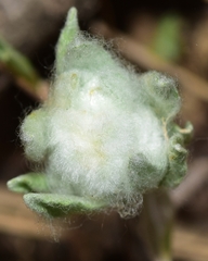 Bombycilaena discolor