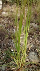 Heteropogon
