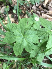 Hydrastis canadensis