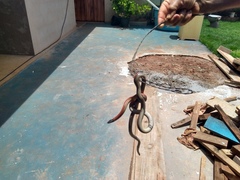 Apostolepis dimidiata